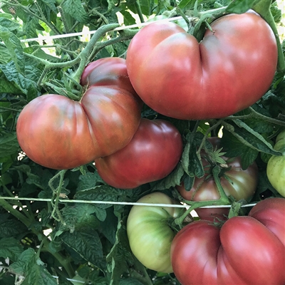 Rosella Purple - Dwarf Tomato