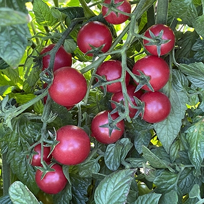 Rose Quartz Tomato