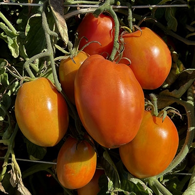 Russian Big Roma Tomato