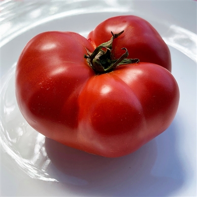 Rutgers Improved Tomato