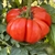 Sainte Lucie - Organic Heirloom Tomato Seeds