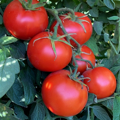 San Francisco Fog Tomato
