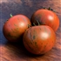 Sarandipity - Dwarf Organic Tomato Seeds