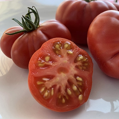 Sassy Red - Tomato