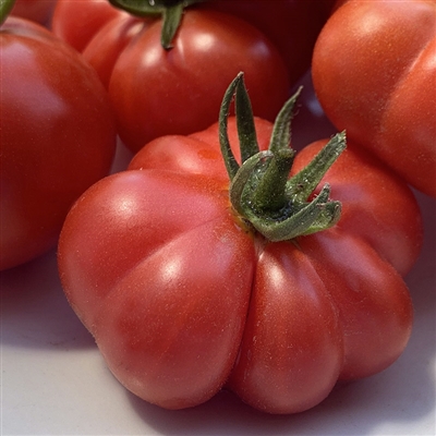 Sew Sassy #3308 Red Tomato