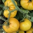 Sean's Yellow Dwarf - Organic Tomato Seeds
