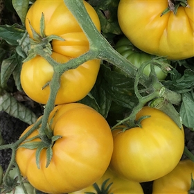 Sean's Yellow Dwarf - Tomato