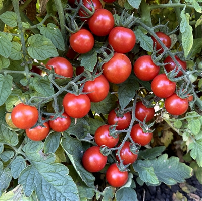 Sebastopol Tomato