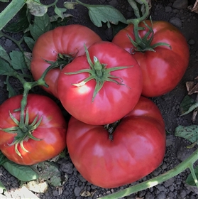 Severnye Tomato