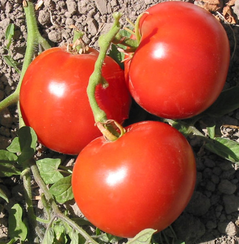 Tomato: Heirloom Slicer Mix — Heritage Meadows Farm LLC