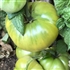 Summertime Green - Dwarf Tomato Seeds