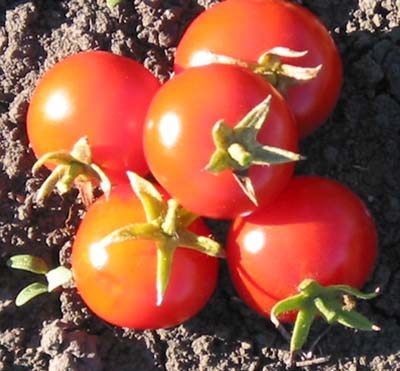 Surender's Indian Curry Tomato