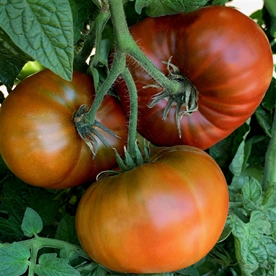 Tasmanian Chocolate - Tomato