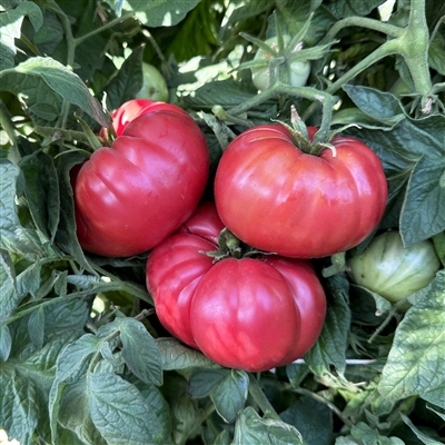 Tennessee Sweet Tomato