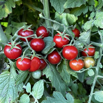 Texas Wild Tomato