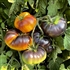 Thunder Mountain - Organic Heirloom Tomato Seeds