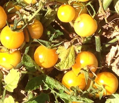 Vernissage Yellow - Organic Heirloom Tomato Seeds