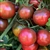 Violet Jasper - Organic Heirloom Tomato Seeds