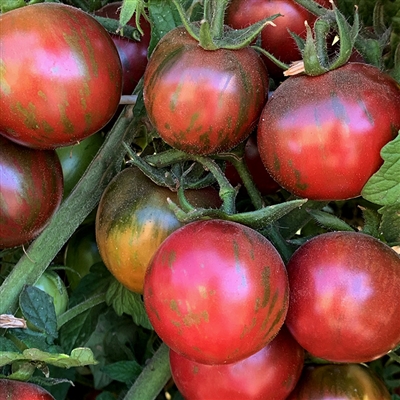 Violet Jasper - Heirloom Tomato