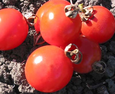 Washington Cherry Tomato