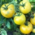 White Bush - Organic Heirloom Tomato Seeds
