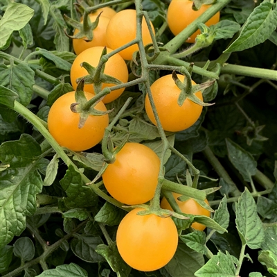 White Rabbit Tomato