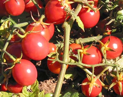 Wickline Cherry Tomato