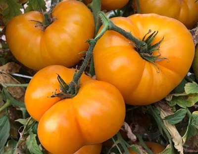 Yellow Bosnian - Heirloom Tomato Seeds