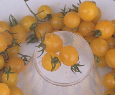 Yellow Marble Tomato