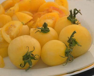 Yellow Perfection Heirloom Tomato