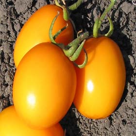 Yellow River-Tomato Seeds