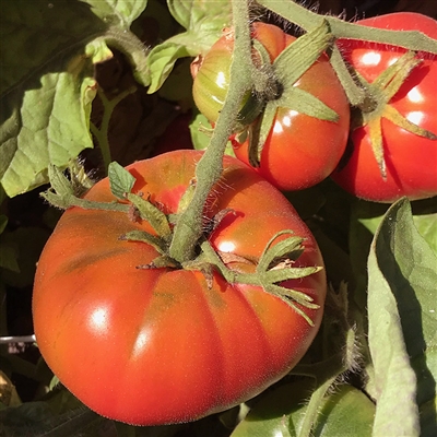 Yukon Quest - Dwarf Tomato