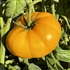 Gary Ibsen's Gold - Organic Heirloom Tomato Seeds
