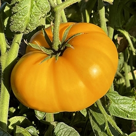 Gary Ibsen's Heirloom Tomato
