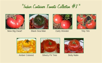 Indoor Container Tomato Collection #1