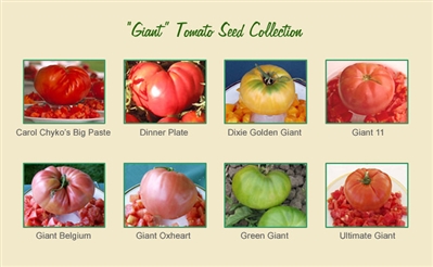 Giant Tomato Seed Collection