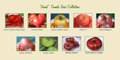 Giant Tomato Seed Collection