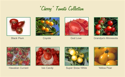 Cherry Tomato Seed Collection