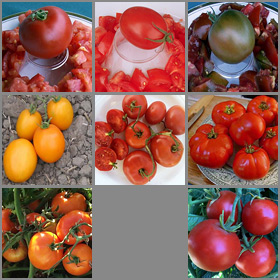 Favorite Canning Tomatoes Collection
