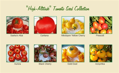 High-Altitude Tomato Seed Collection
