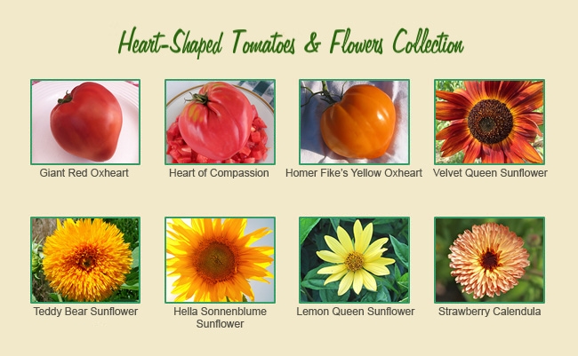 Hearts & Flowers Tomato and Flower Seed Collection