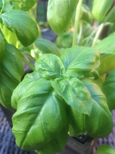 Basil, Genovese - Certified Organic Seeds