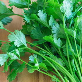 Caribe Cilantro