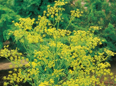 Bouquet Dill