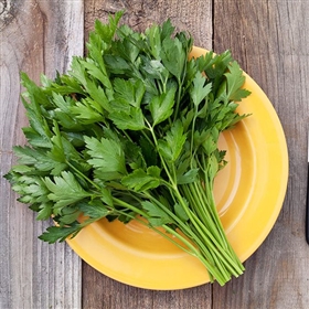 Italian Flat Head Parsley