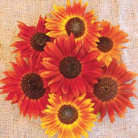 Autumn Beauty Blend Sunflower