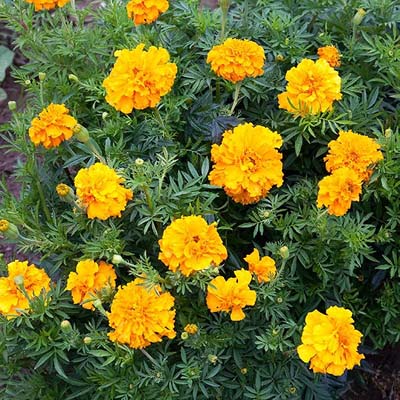 "Crackerjack Mix" African Marigold - Organic Seeds