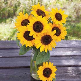 Hella Sonneblume Sunflower - Organic Seeds