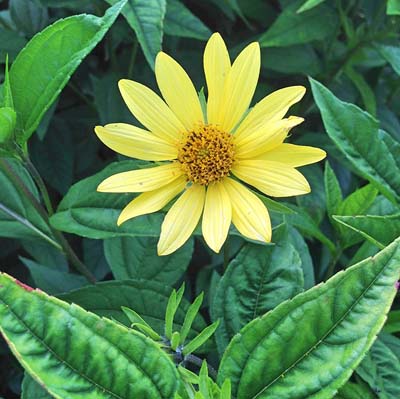 Lemon Queen Sunflower
