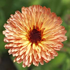 Strawberry Blonde Calendula - Organic Seeds